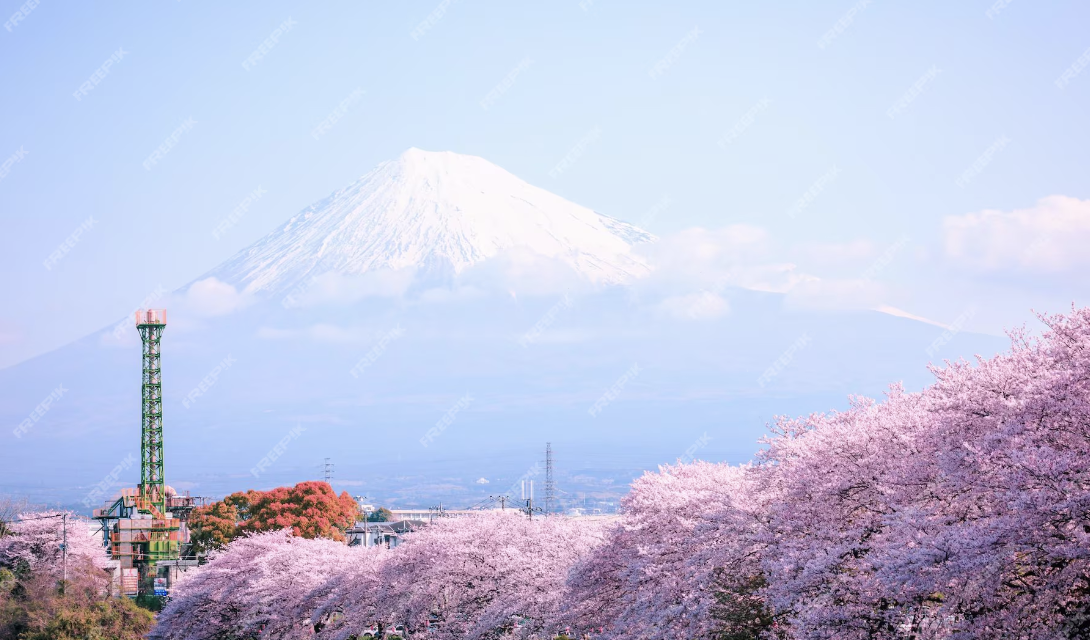 日本櫻花樹和富士山